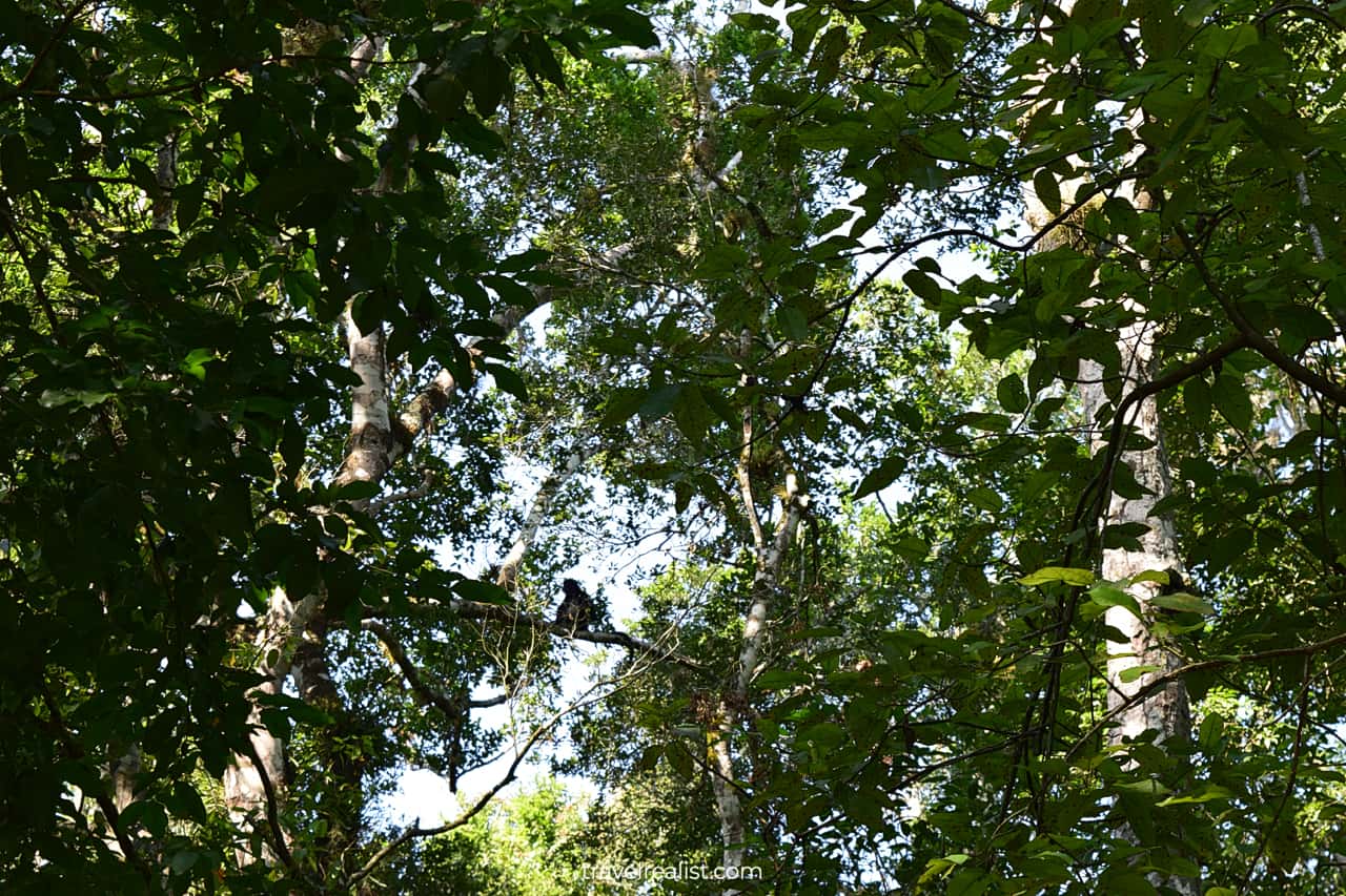 Wildlife alert: monkey in Calakmul, Mexico