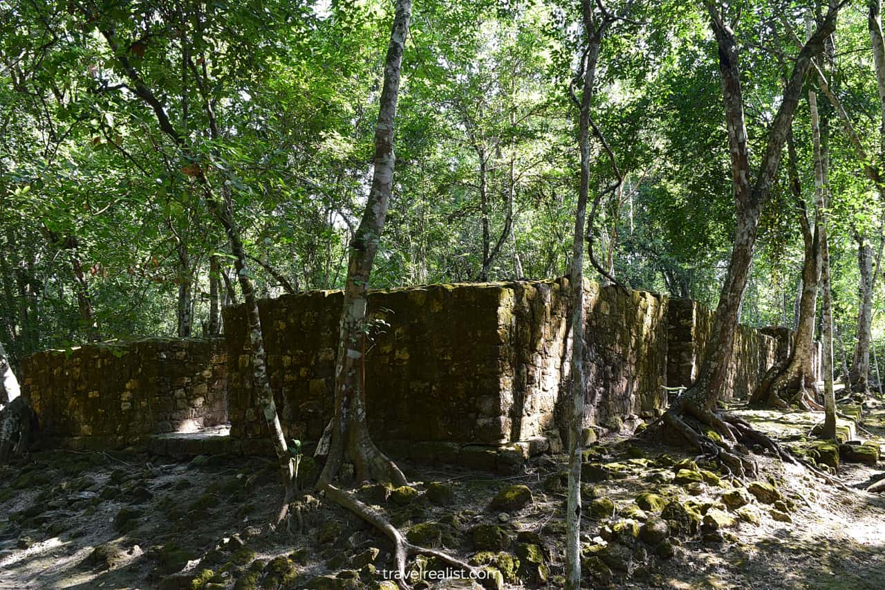 Tree covered structure in Calakmul, Mexico