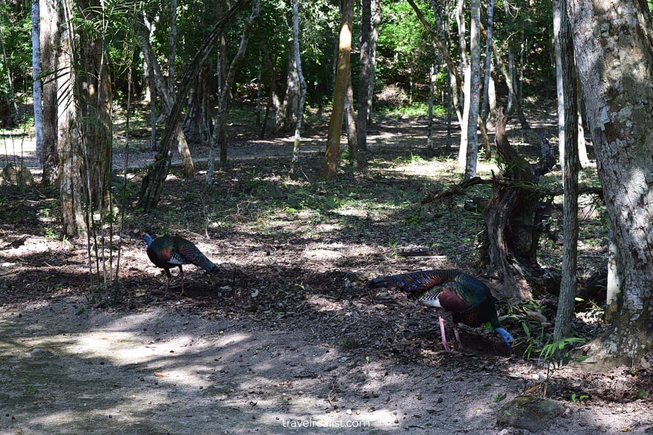 Wildlife alert: ocellated turkeys in Calakmul, Mexico