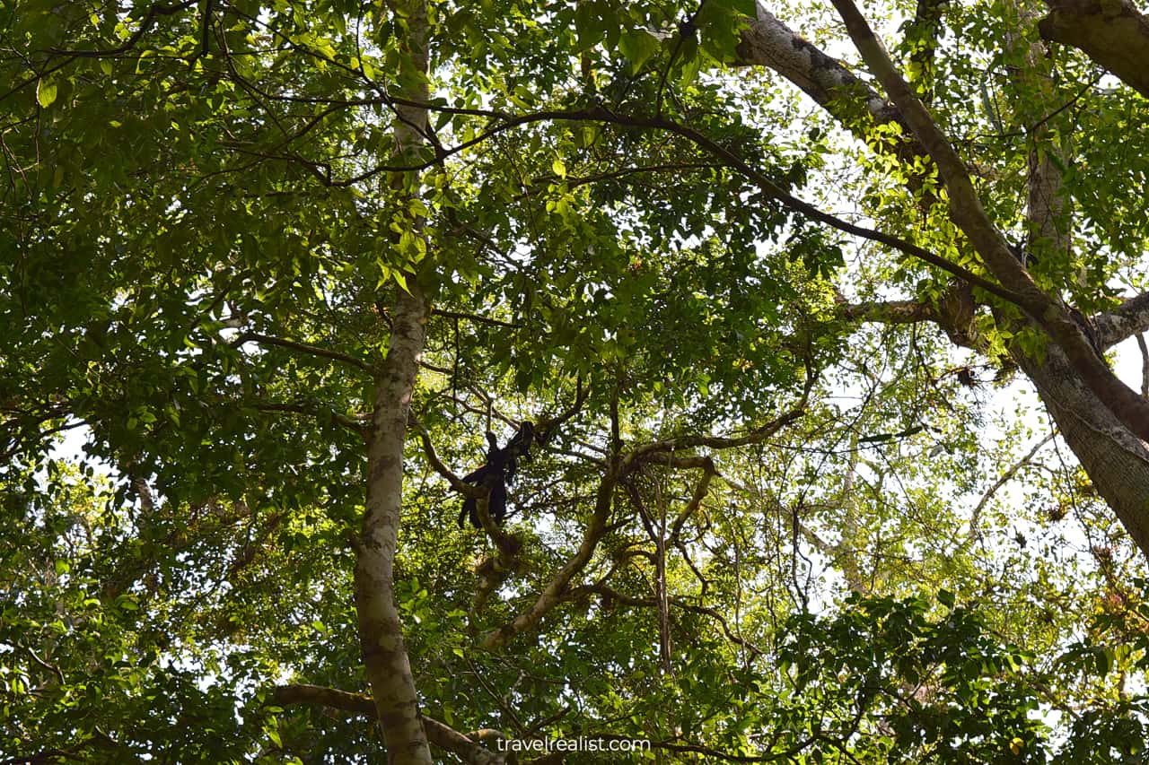 Wild life alert: numerous monkeys in Calakmul, Mexico