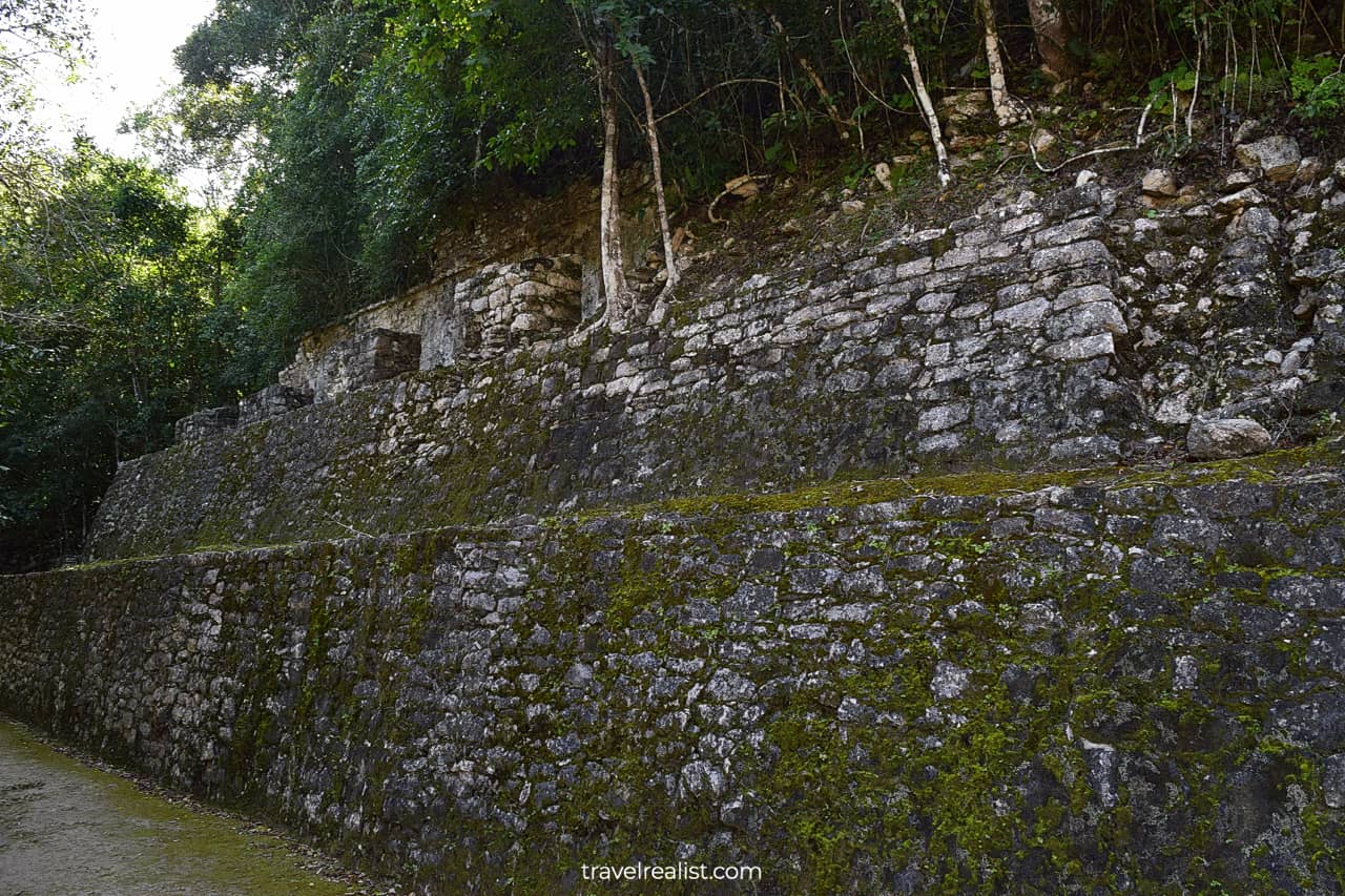 Temple and growing trees in Coba, Mexico