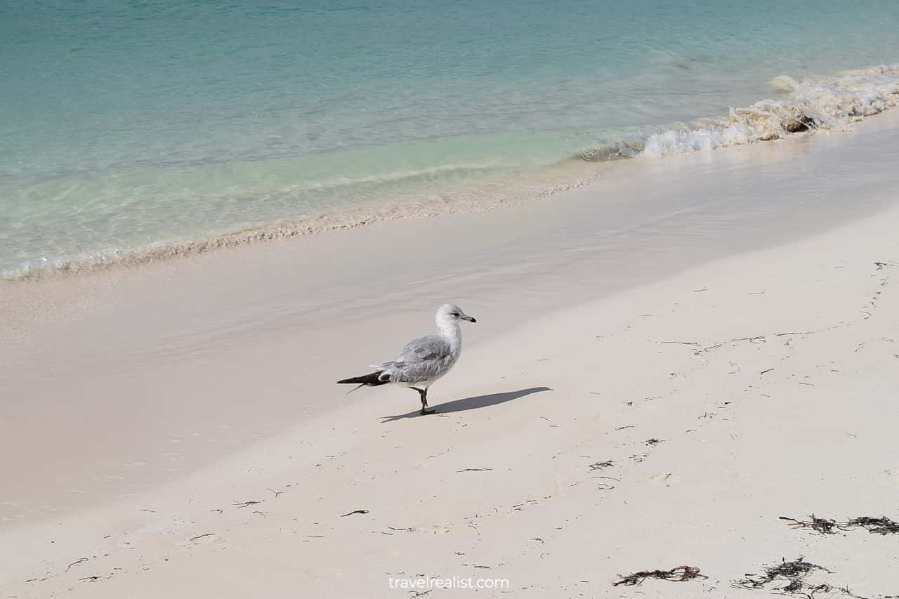 American herring gull at Playa Norte Beach on Isla Mujeres in Mexico