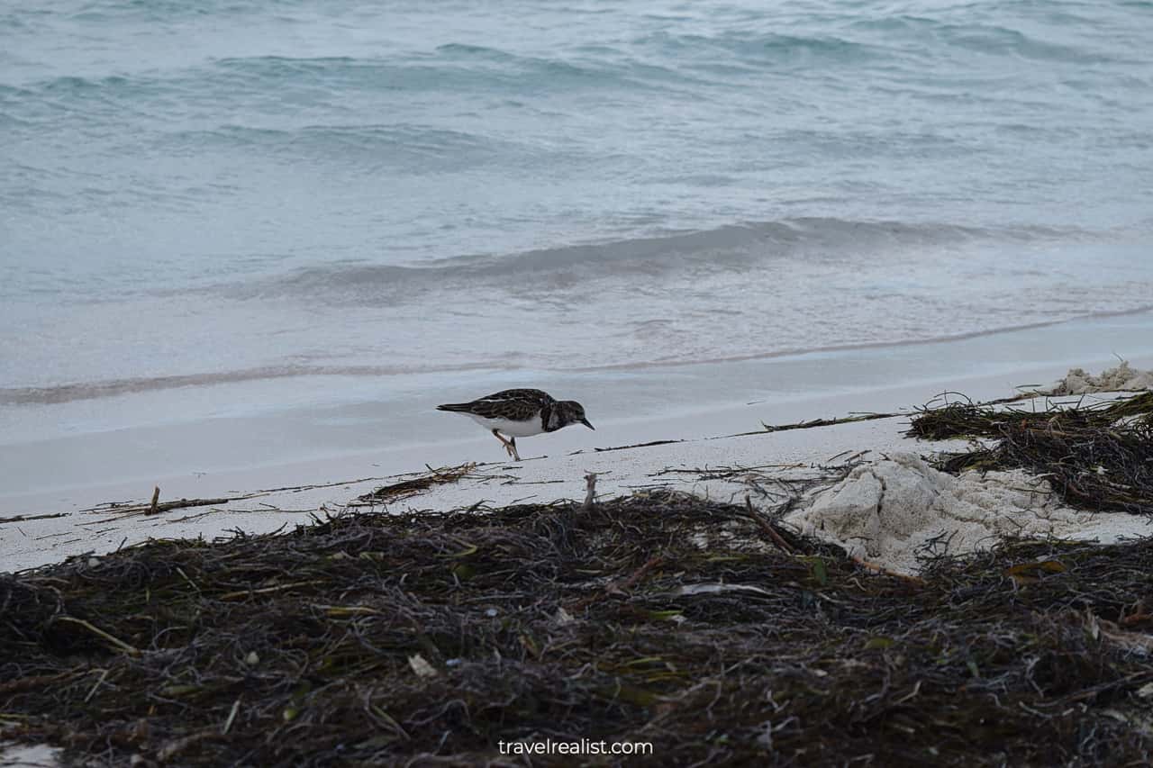 Laughing gull at Playa Norte Beach on Isla Mujeres in Mexico