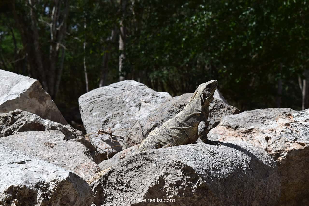 Enormous iguanas in Uxmal, Mexico