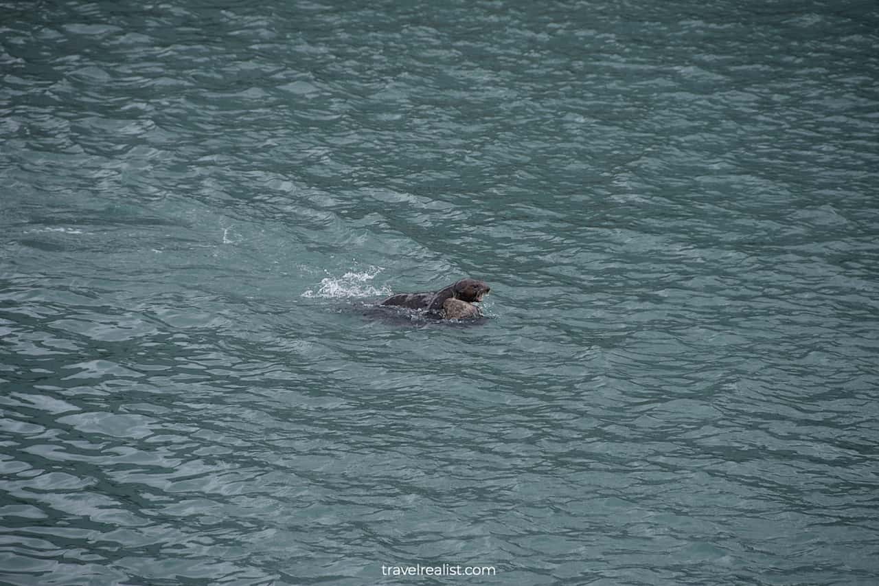 Sea otters in Resurrection Bay, Alaska, US