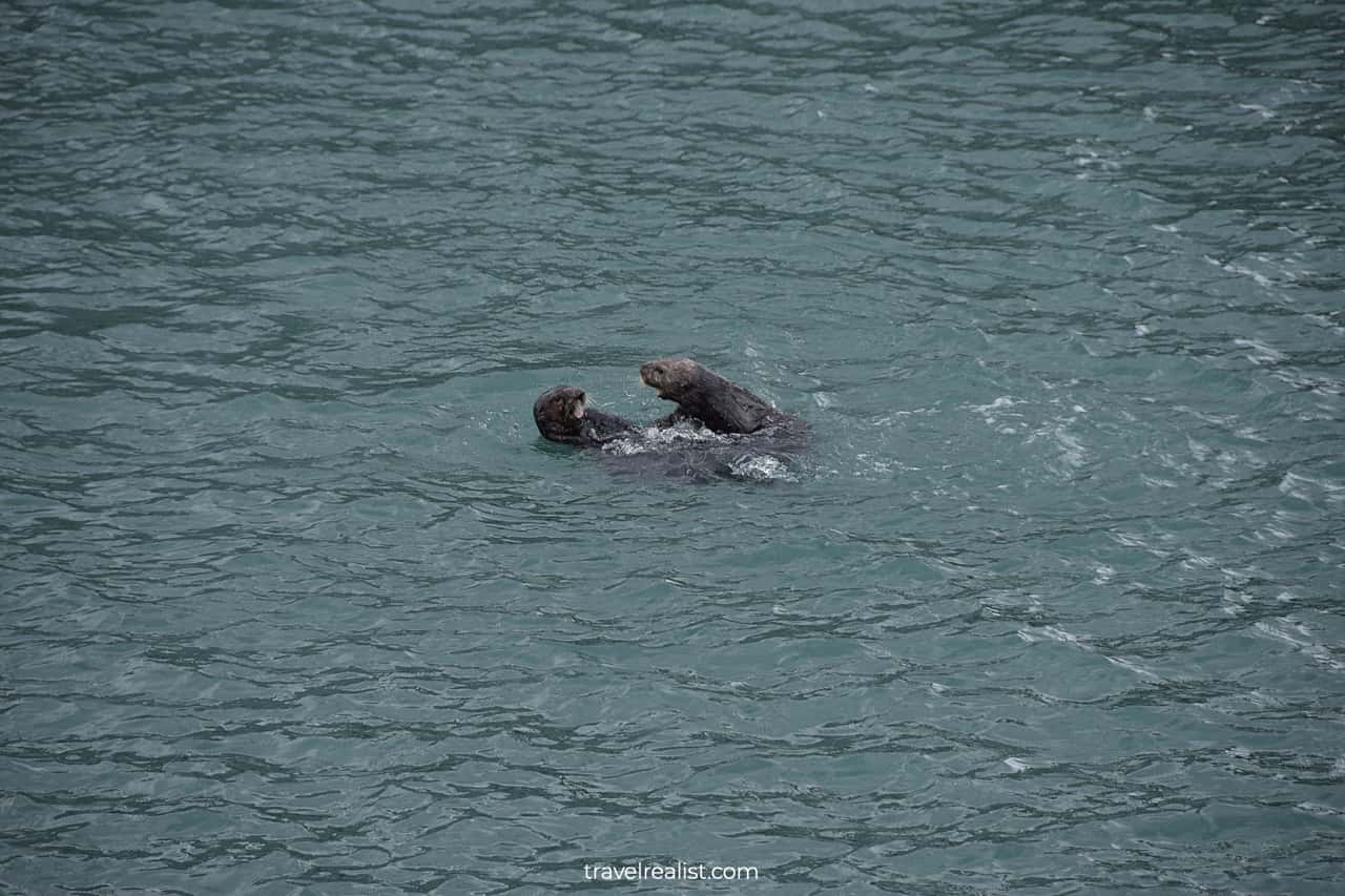 Sea otters in Resurrection Bay, Alaska, US