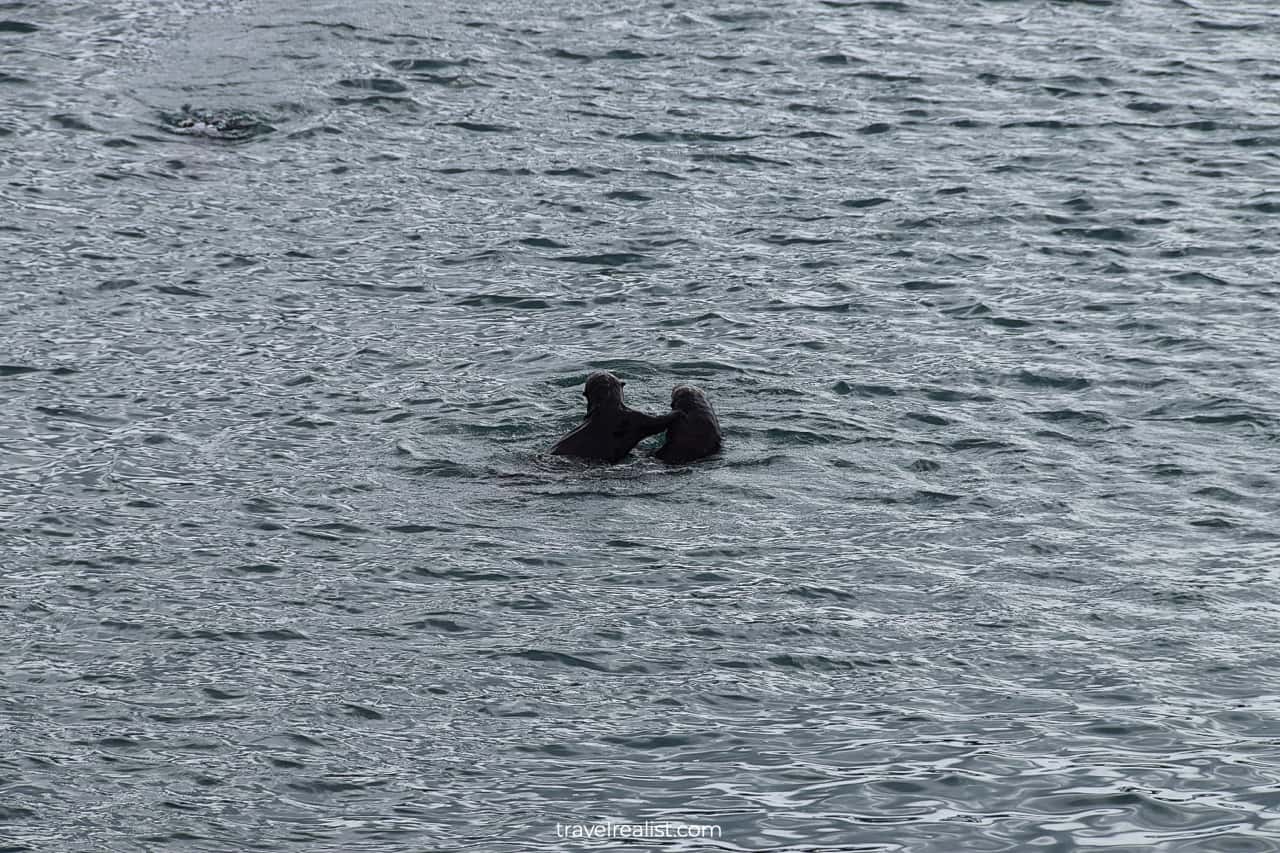 Sea otters in Resurrection Bay, Alaska, US