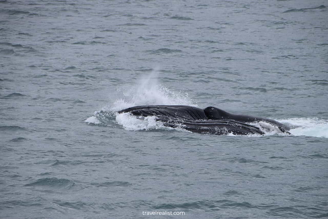 Humpback whale in Resurrection Bay, Alaska, US