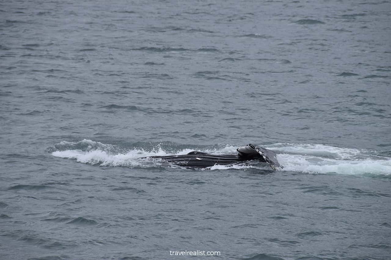 Humpback whale in Resurrection Bay, Alaska, US