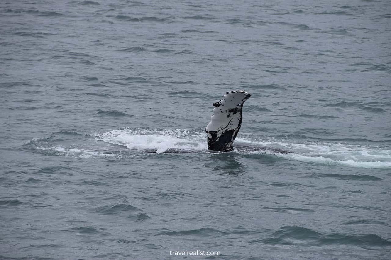 Humpback whale in Resurrection Bay, Alaska, US