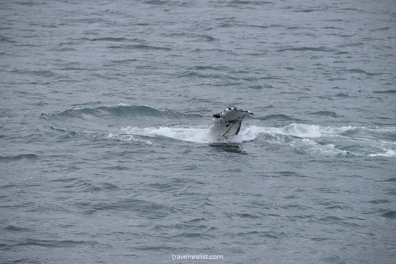 Humpback whale in Resurrection Bay, Alaska, US