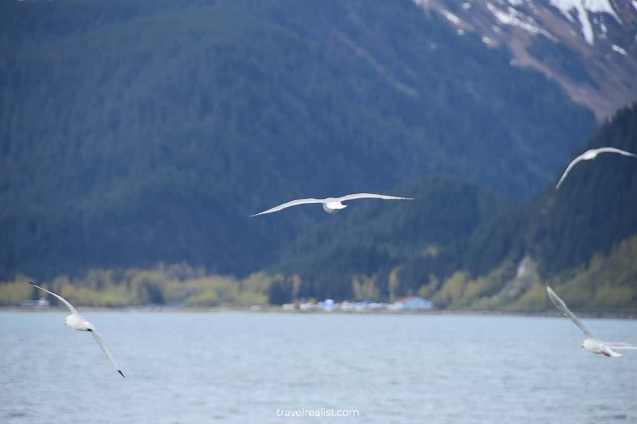 Sea gulls in Resurrection Bay, Alaska, US