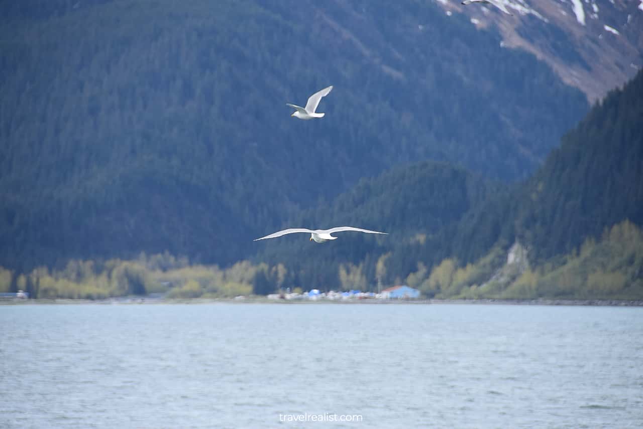 Sea gulls in Resurrection Bay, Alaska, US