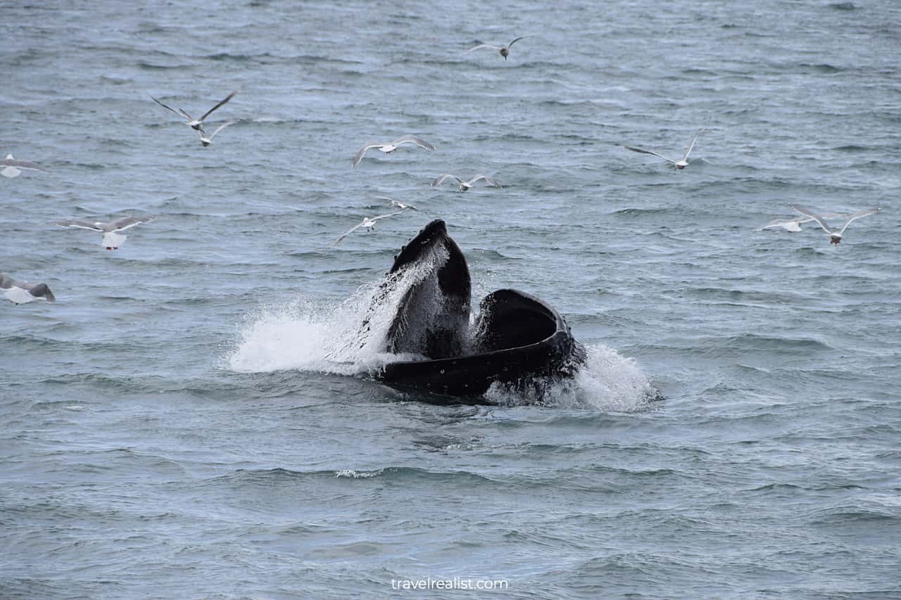 Humpback whale in Resurrection Bay, Alaska, US