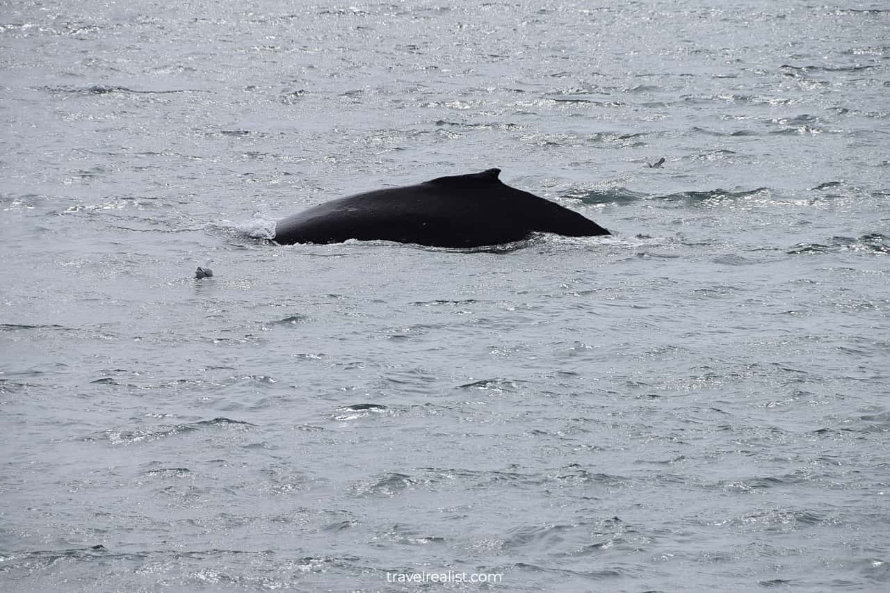 Humpback whale in Resurrection Bay, Alaska, US