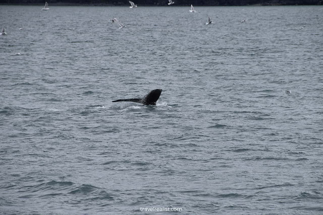 Humpback whale in Resurrection Bay, Alaska, US