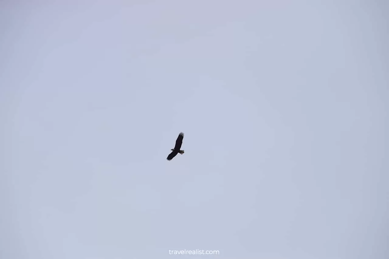 Eagle visible from wildlife cruise in Resurrection Bay, Alaska, US