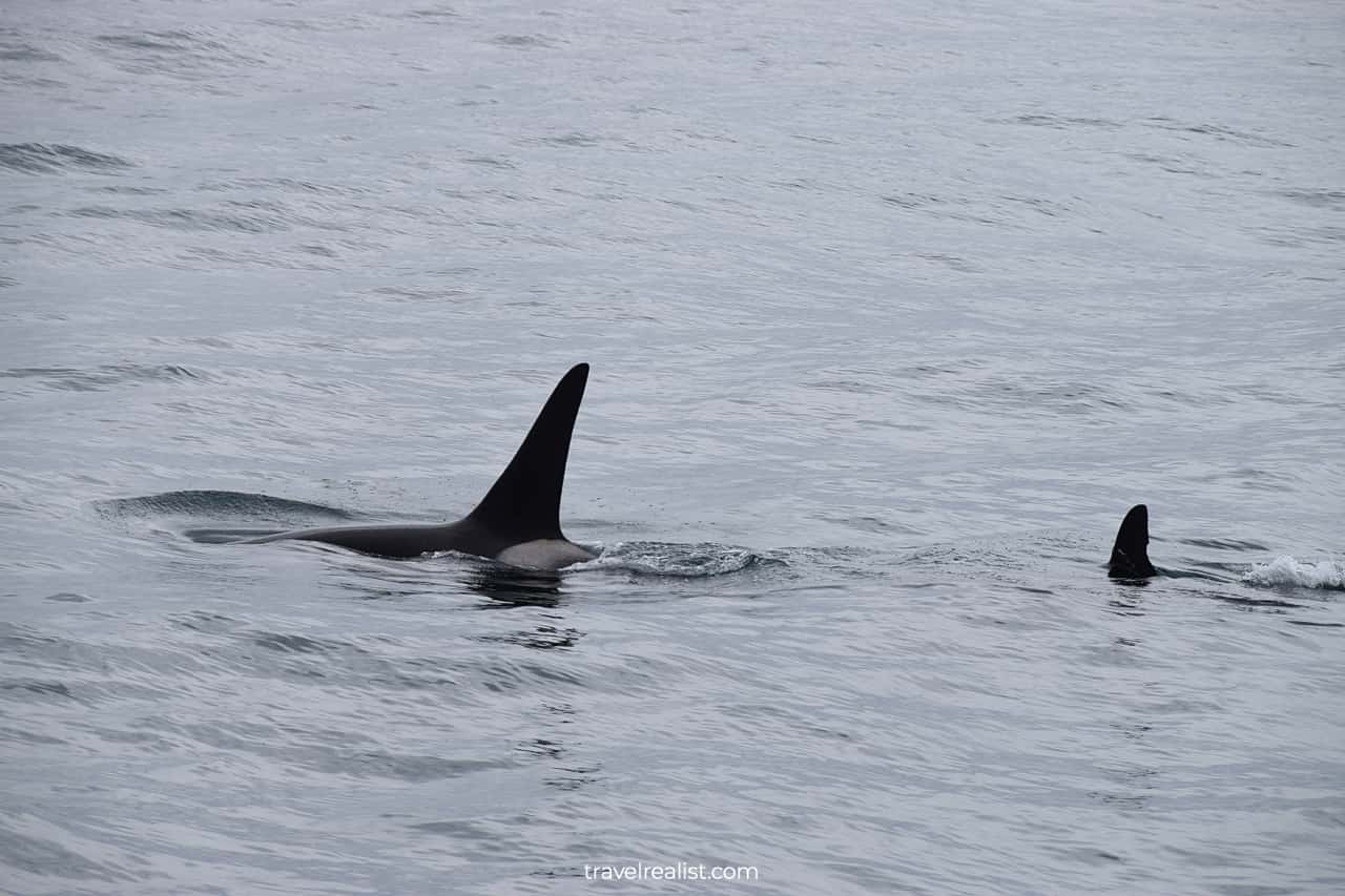 Orcas visible from wildlife cruise in Resurrection Bay, Alaska, US