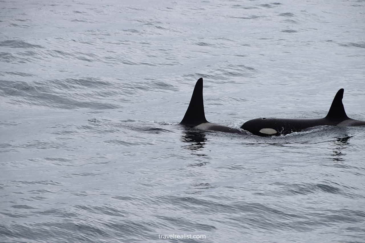 Orcas visible from wildlife cruise in Resurrection Bay, Alaska, US