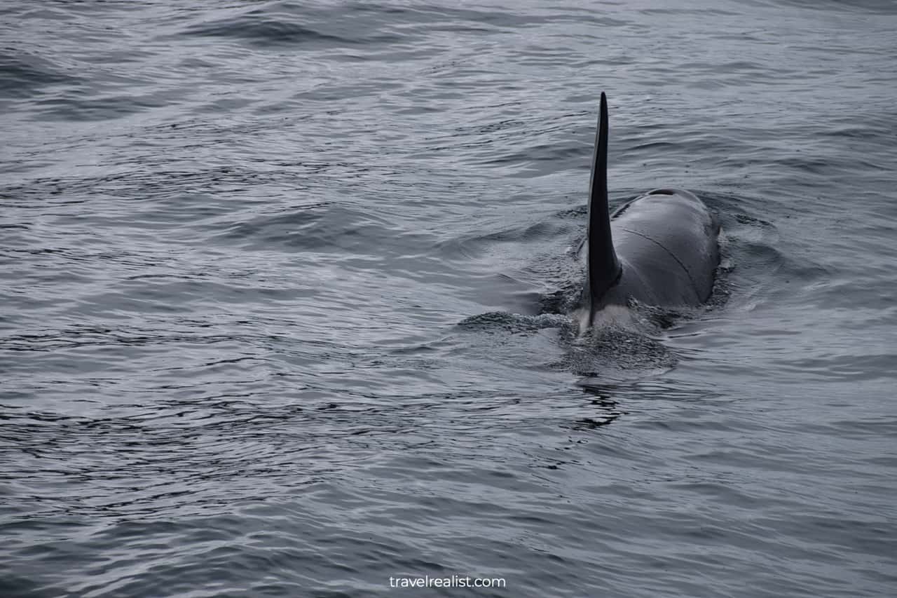 Orcas visible from wildlife cruise in Resurrection Bay, Alaska, US