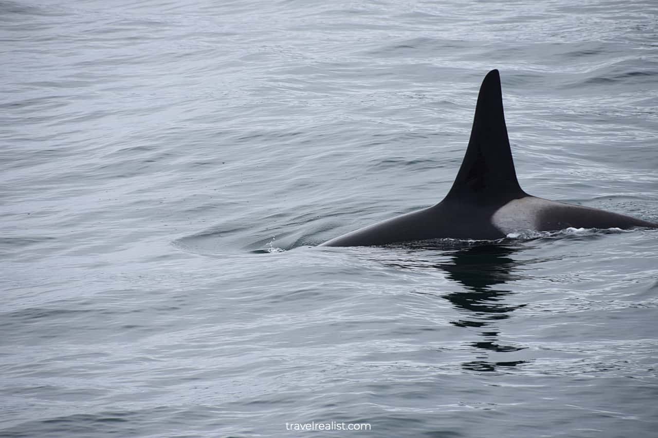 Orcas visible from wildlife cruise in Resurrection Bay, Alaska, US