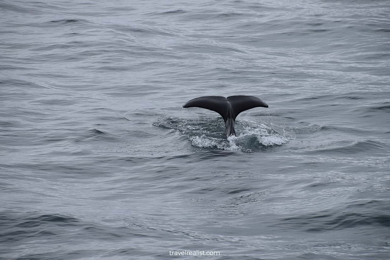 Orcas visible from wildlife cruise in Resurrection Bay, Alaska, US