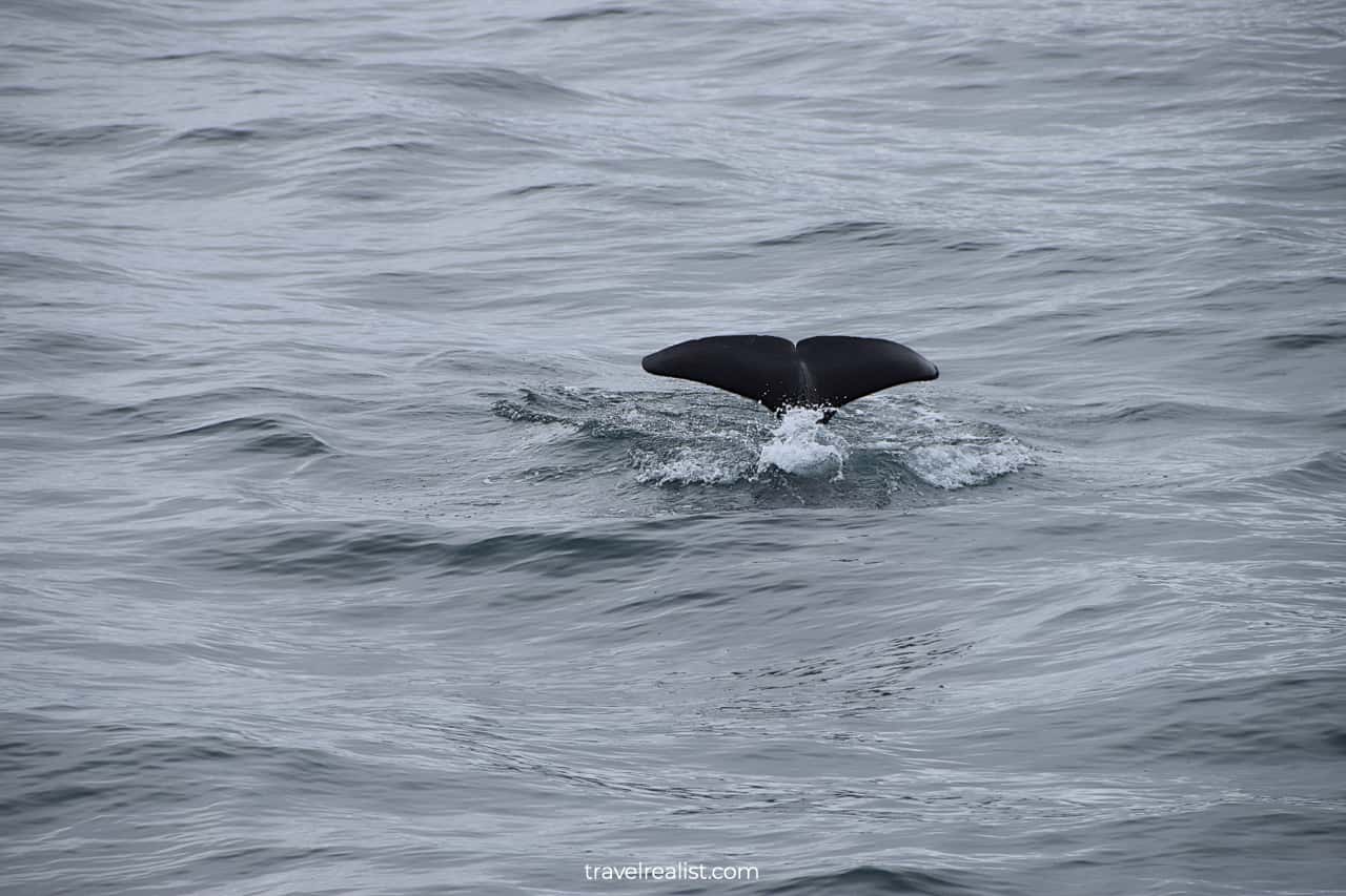 Orcas visible from wildlife cruise in Resurrection Bay, Alaska, US