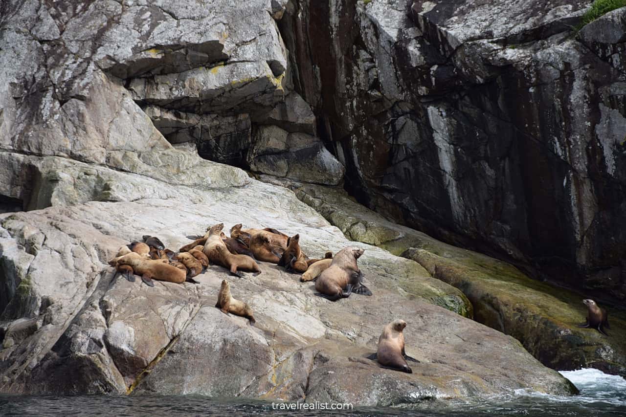Sea lions visible from wildlife cruise in Resurrection Bay, Alaska, US