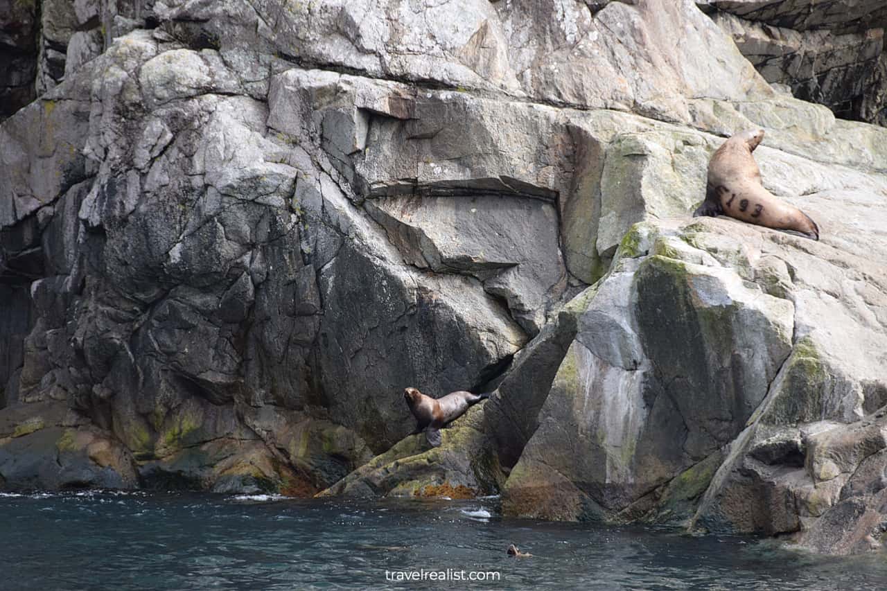 Sea lions visible from wildlife cruise in Resurrection Bay, Alaska, US