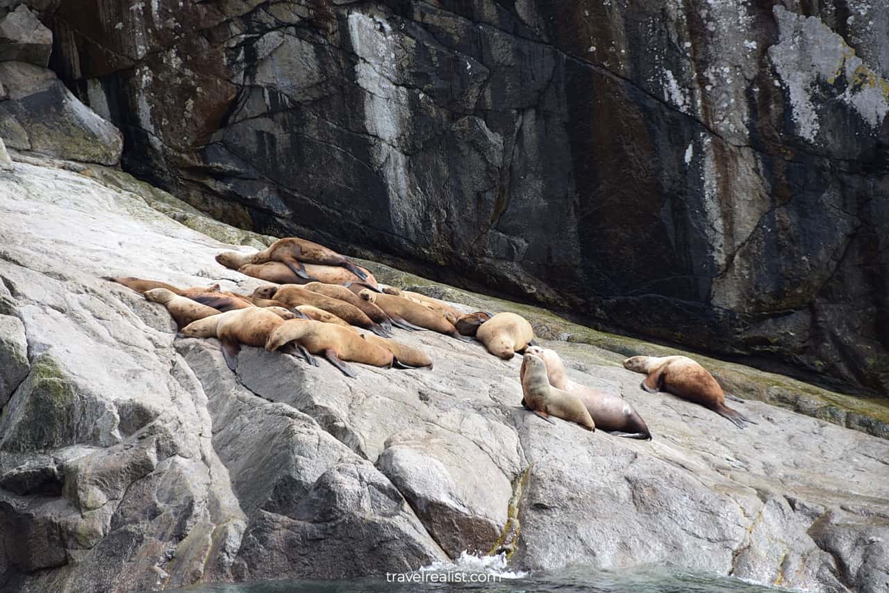 Sea lions visible from wildlife cruise in Resurrection Bay, Alaska, US