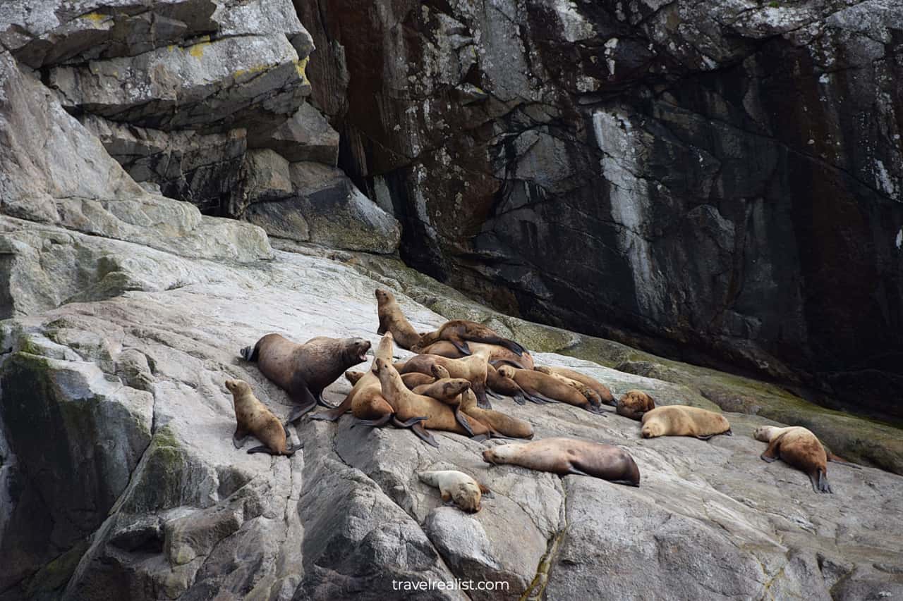 Sea lions visible from wildlife cruise in Resurrection Bay, Alaska, US