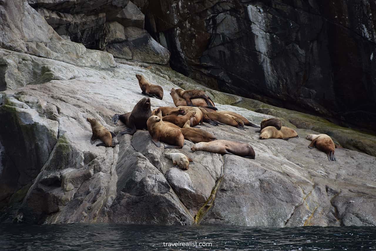 Sea lions visible from wildlife cruise in Resurrection Bay, Alaska, US