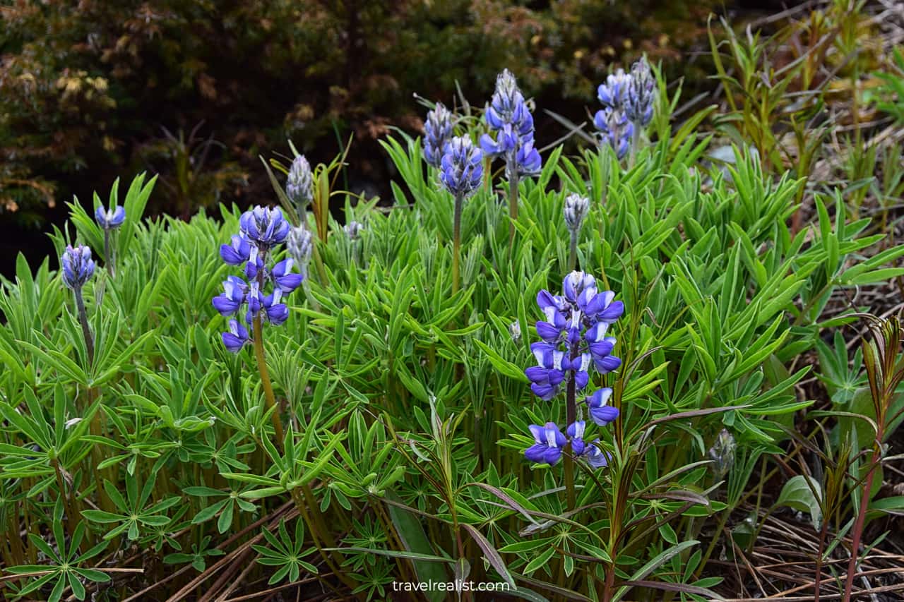 Blooming wildflowers during Alaska's spring in Wrangell-St. Elias National Park & Preserve, Alaska, US