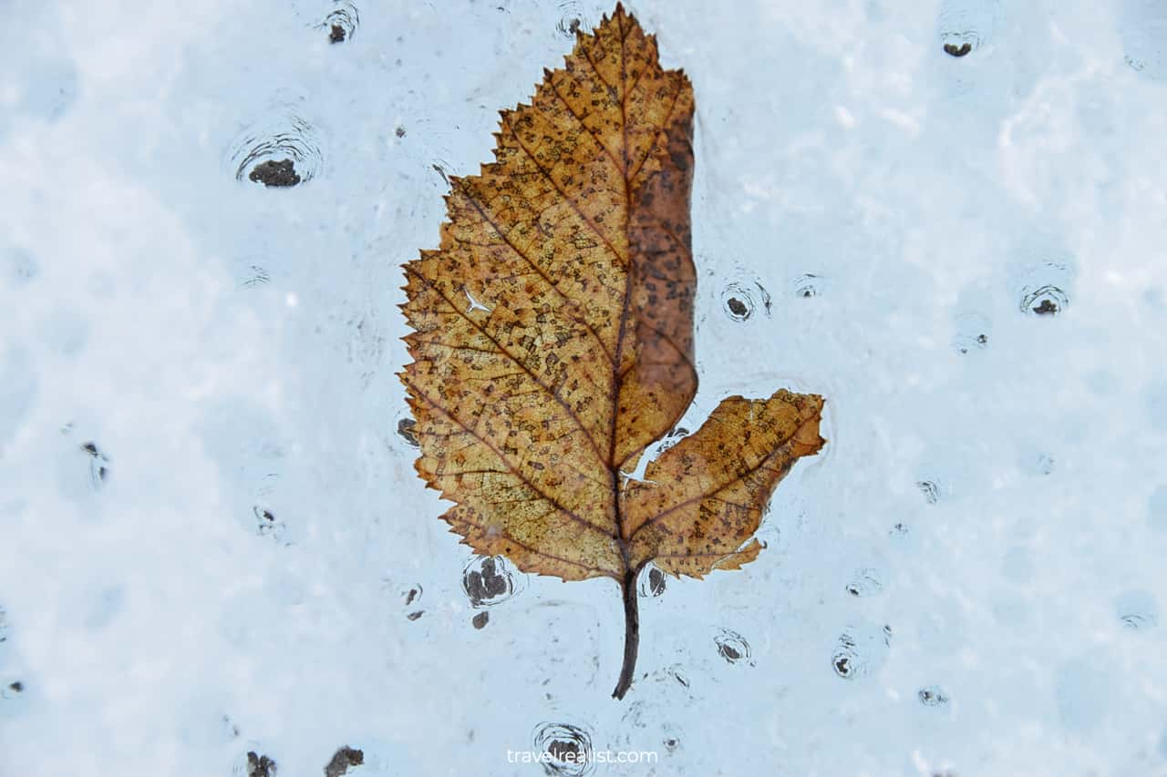 Leaf frozen in glacier in Wrangell-St. Elias National Park & Preserve, Alaska, US