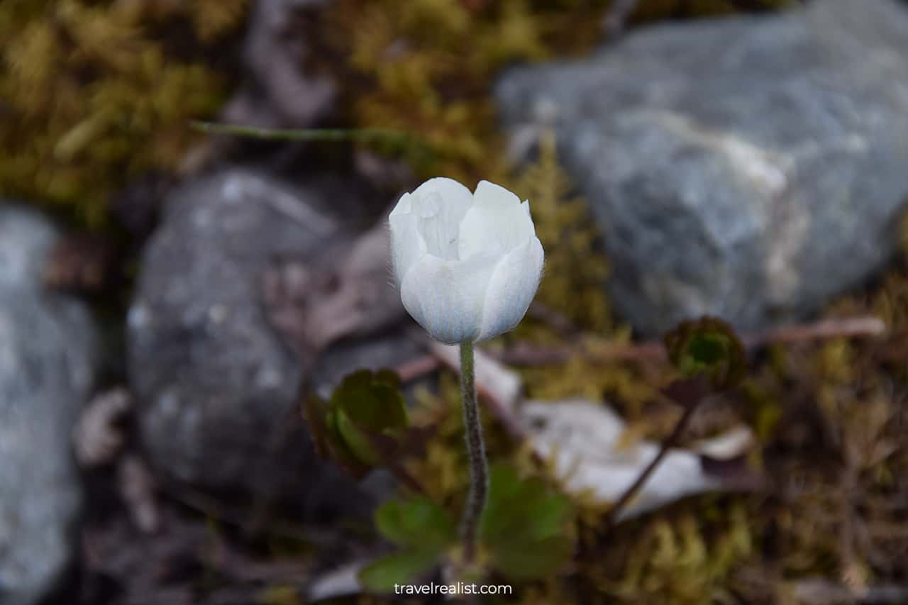 White wildflower in Wrangell-St. Elias National Park & Preserve, Alaska, US
