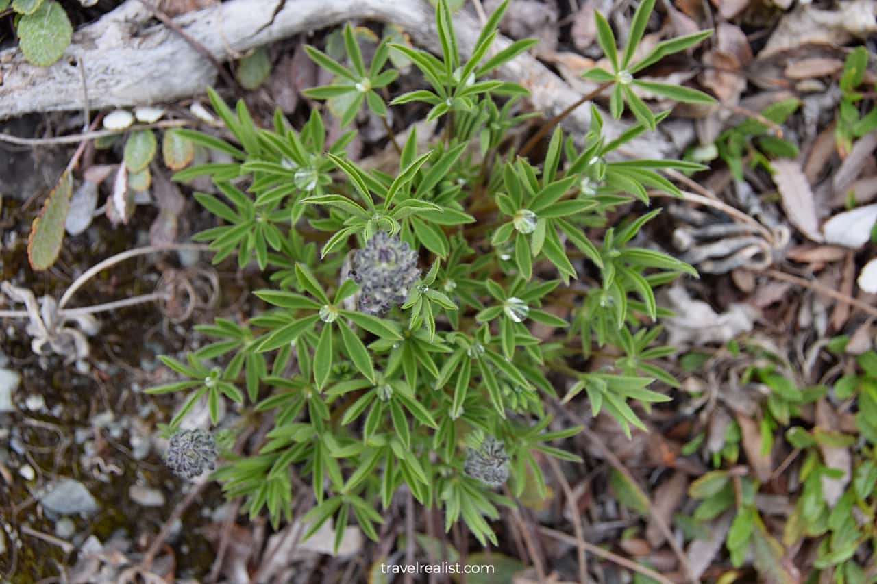 Dew on plants in Wrangell-St. Elias National Park & Preserve, Alaska, US