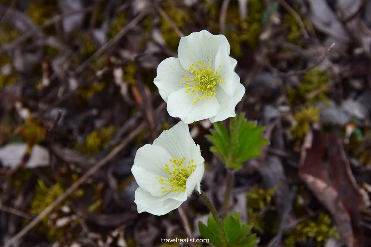 Blooming wildflowers in Wrangell-St. Elias National Park & Preserve, Alaska, US
