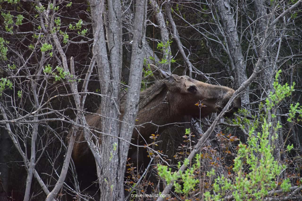 Moose in Wrangell-St. Elias National Park & Preserve, Alaska, US