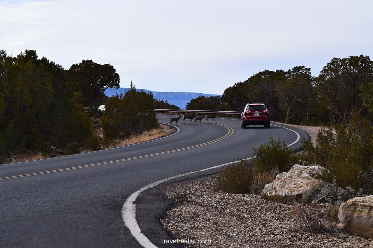Deer family crossing road in South Rim of Grand Canyon National Park in Arizona, US