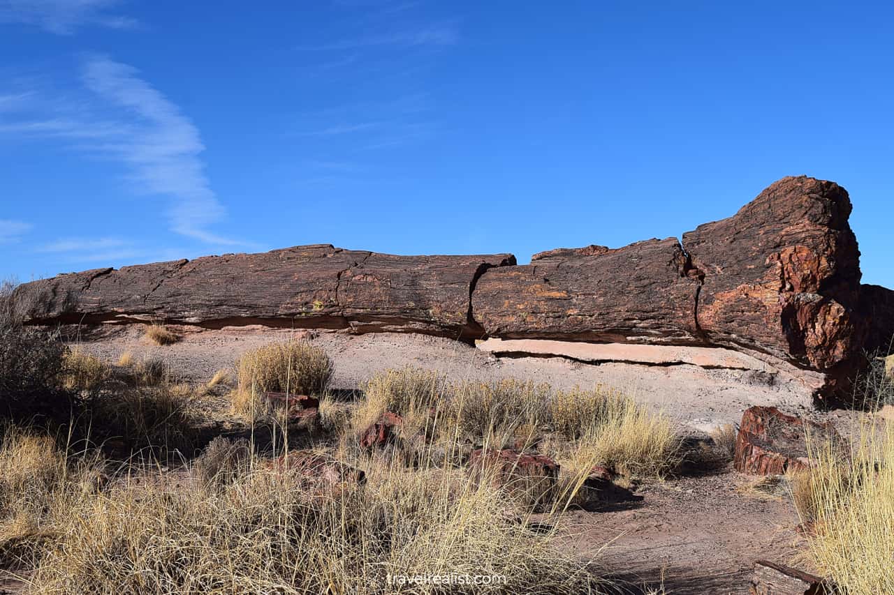 Largest petrified log in Petrified Forest National Park, Arizona, US