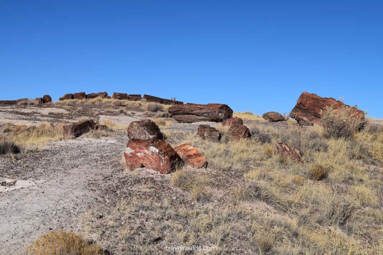 Petrified Forest: Scenic Drive Among Tree Stumps in A Pink Desert ...