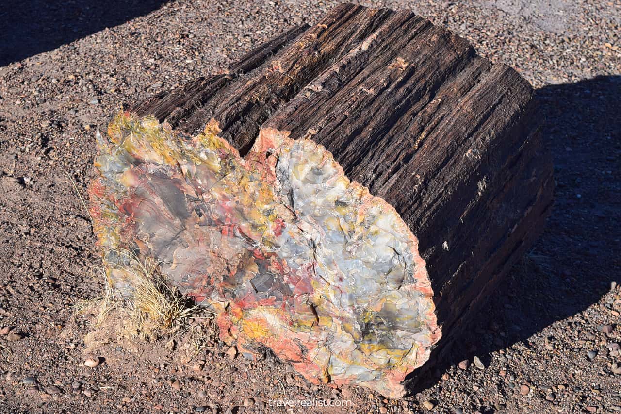 A fossilized log close-up in Petrified Forest National Park, Arizona, US