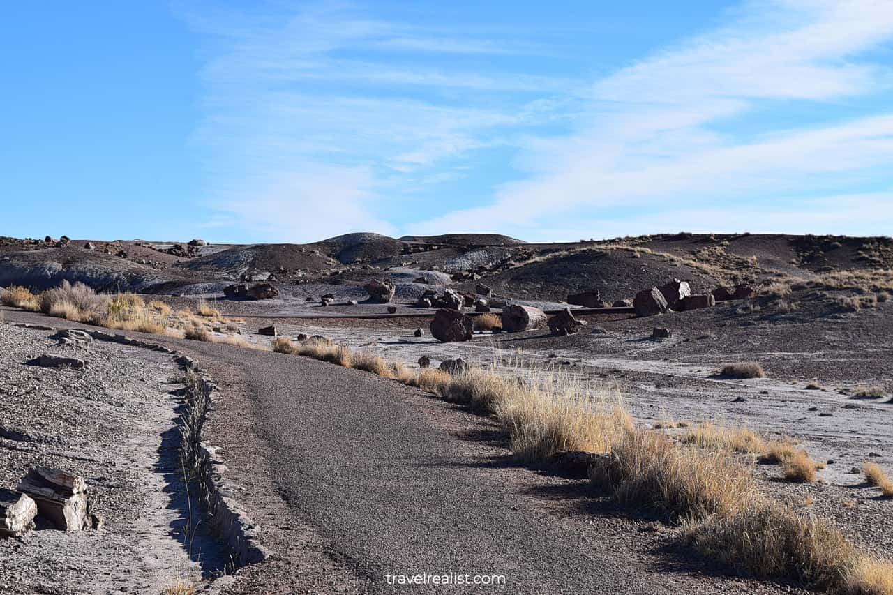 Crystal Forest in Petrified Forest National Park, Arizona, US