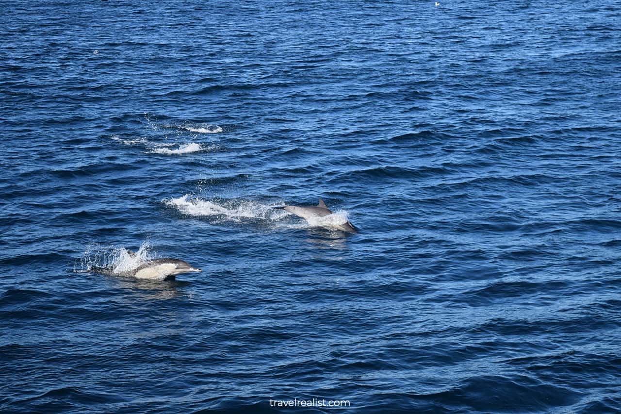 Dolphins on way to Channel Islands National Park in California, US