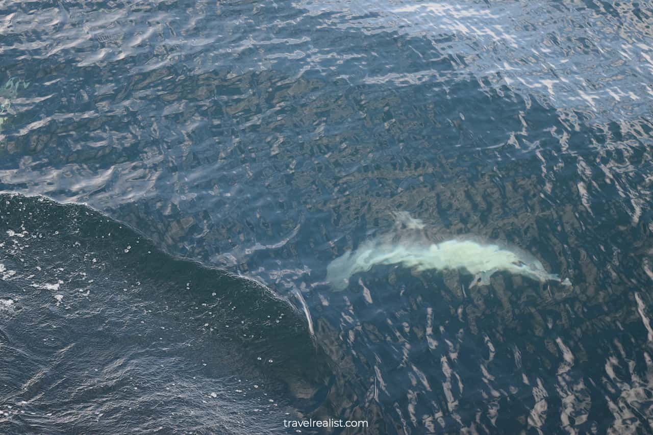 Dolphin underwater on way to Channel Islands National Park in California, US