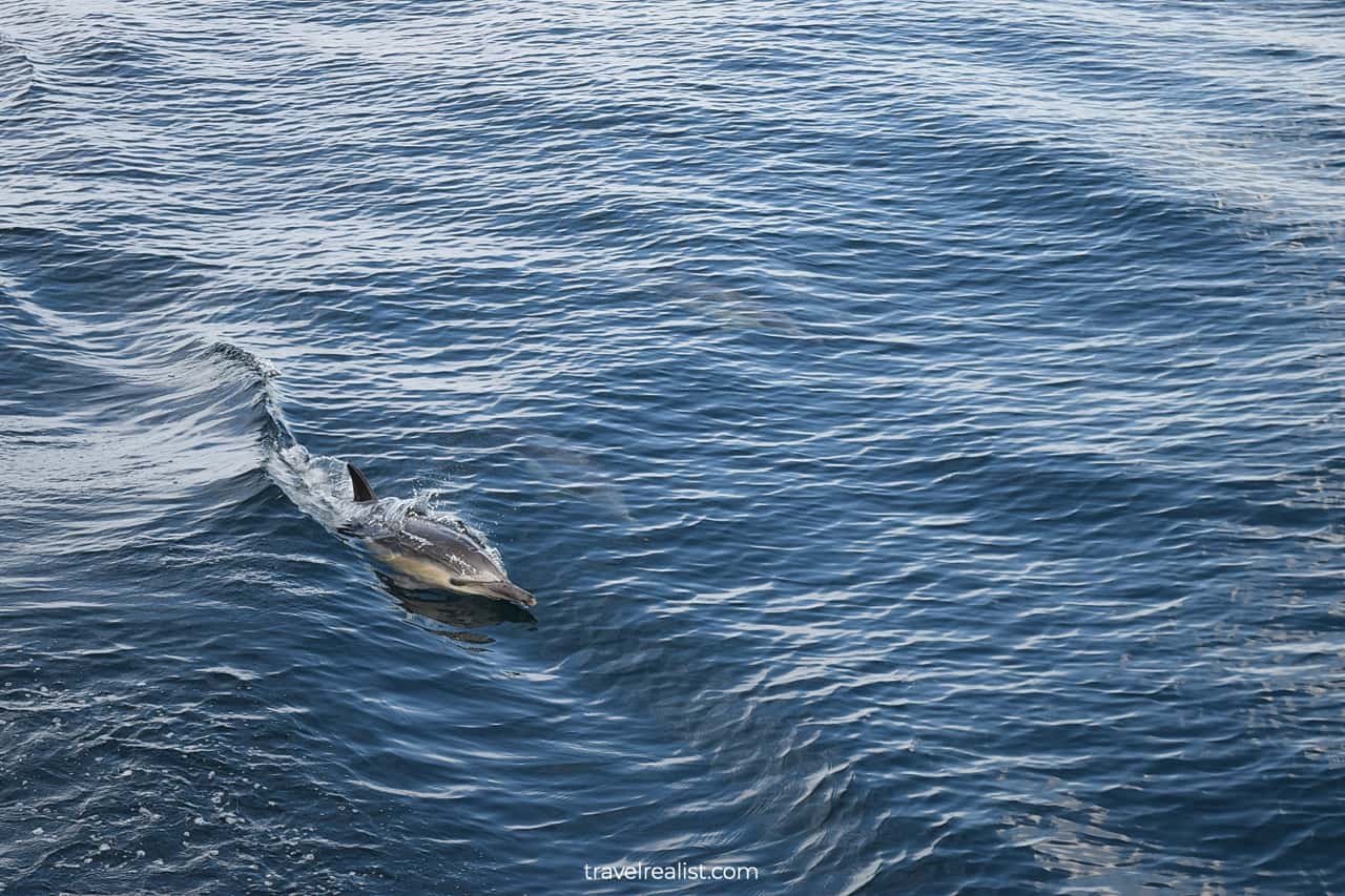 Dolphin jumping from water on way to Channel Islands National Park in California, US