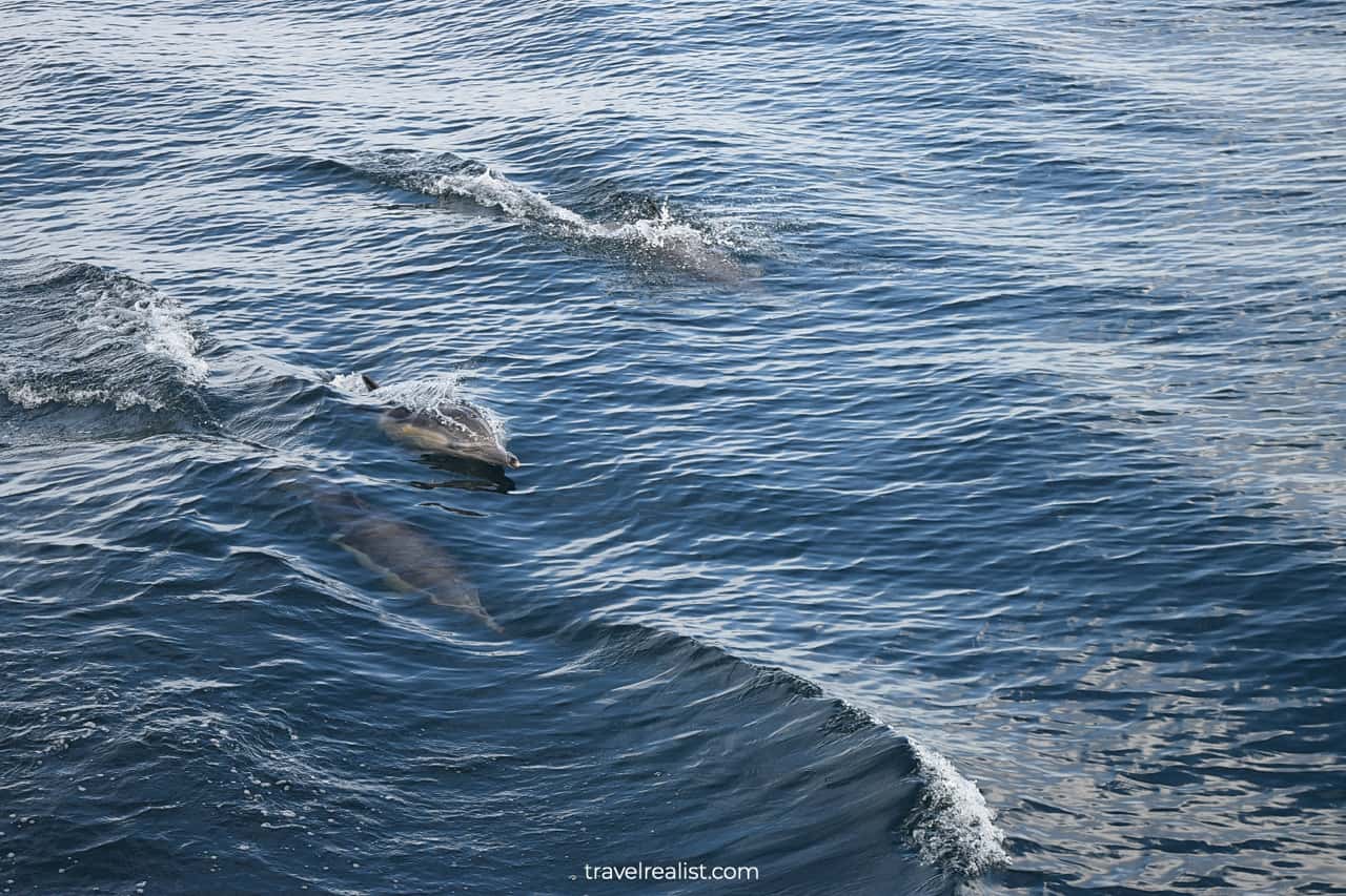 Three dolphins on way to Channel Islands National Park in California, US