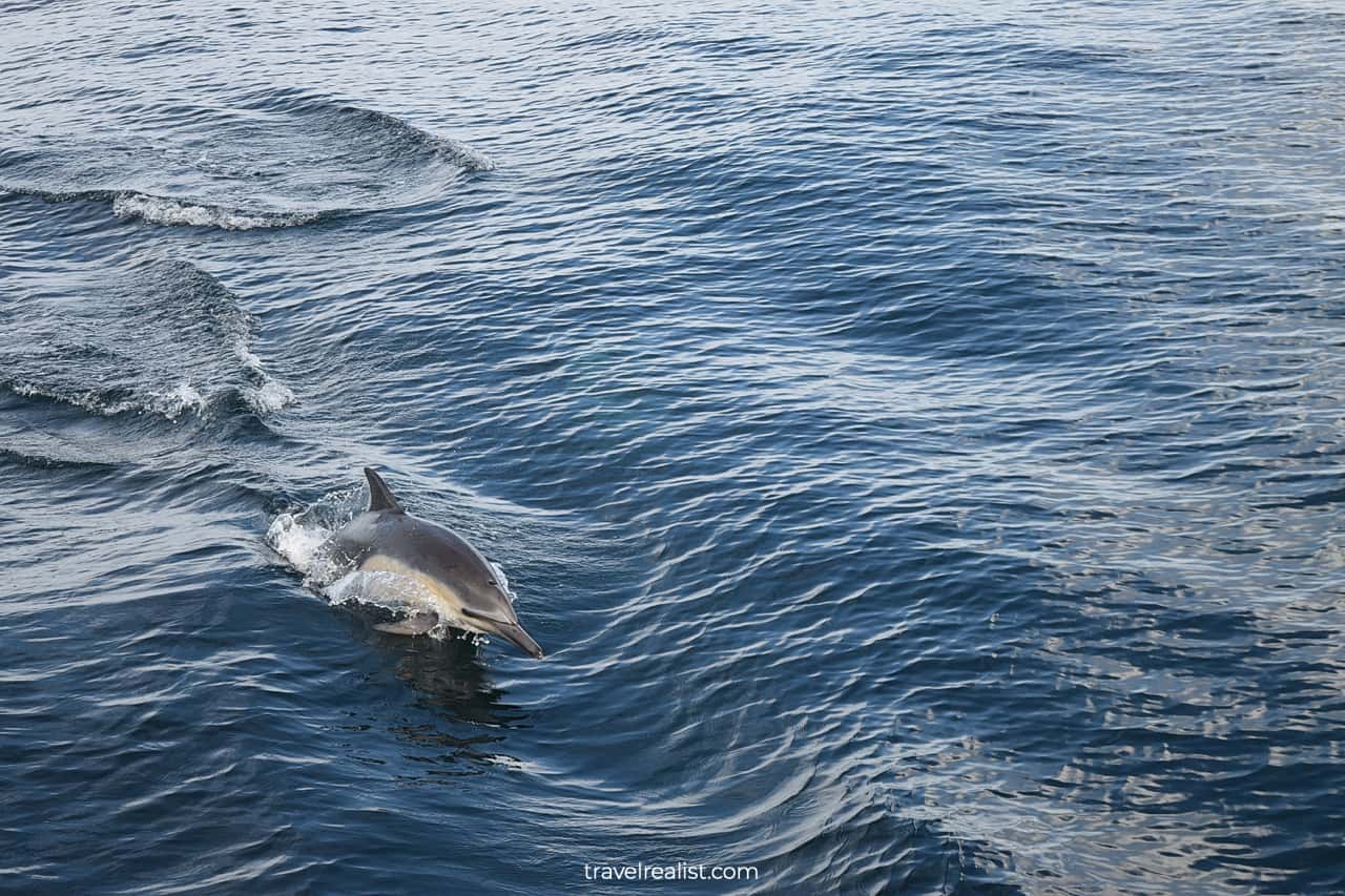 Dolphin jumping and racing with boat on way to Channel Islands National Park in California, US