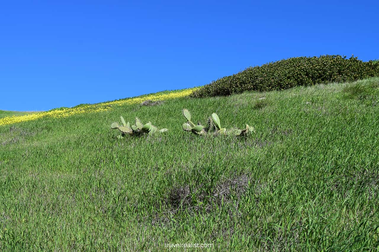 Cacti and wildflowers in grass in Channel Islands National Park, California, US