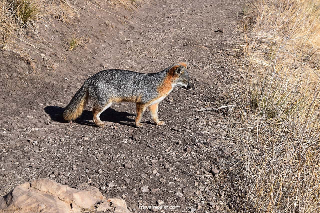 Island fox not afraid of humans in Channel Islands National Park, California, US, best uncrowded place to visit in December 2024